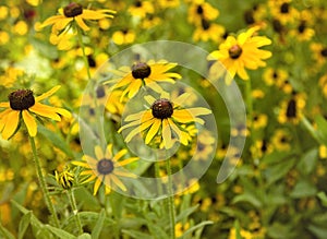 Field of Black Eyed Susan