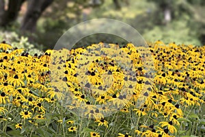 Field of Black Eyed Susan Flowers