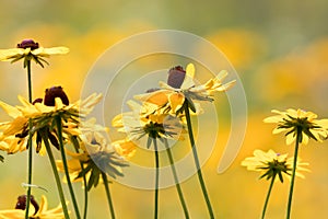 A field of Black-Eyed Susan flowers (Rudbeckia) in golden peak color, selective focus