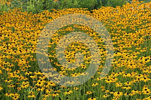 A field of Black Eyed Susan flowers using a soft focus