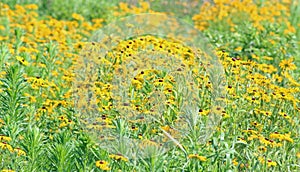 Field of Black Eyed Susan wildflowers