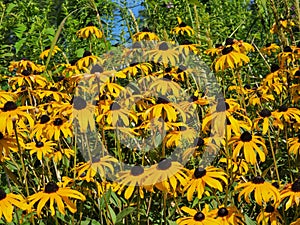 Field of Black Eyed Susan yellow flowers