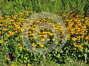 Field of Black Eyed Susan yellow flowers with grass on a sunny day