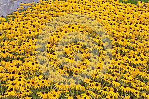 Field of Black Eyes Susans