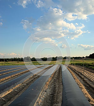 Field with black plastic row covers