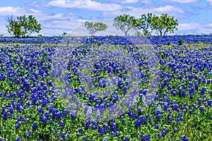 A Field Blanketed with the Famous Texas Bluebonnet