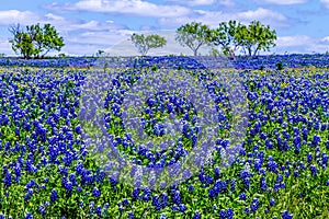 A Field Blanketed with the Famous Texas Bluebonnet photo