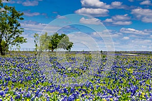 Field Blanketed with the Famous Texas Bluebonnet Wildflowers photo