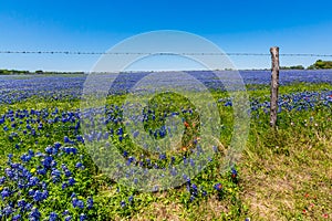 A Field Blanketed with the Famous Texas Bluebonnets photo