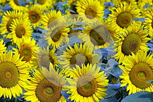 Field of bloomed sunflowers photo