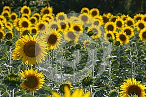 Field of bloomed sunflowers photo