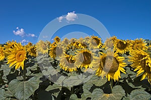 Field of bloomed sunflowers photo