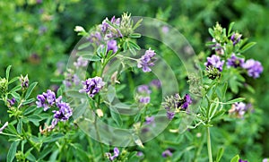 The field is blooming alfalfa