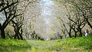 A field of blooming almond tre