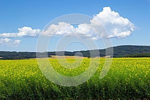 Field of blooming canola, forest hills far in the background and clouds