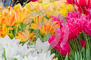 Field of blooming colorful tulips, spring flowers in the garden