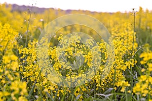 Field of blooming colza, also known as rapeseed