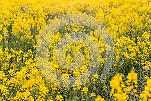 Field of blooming colza, also known as rapeseed