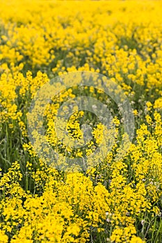 Field of blooming colza, also known as rapeseed
