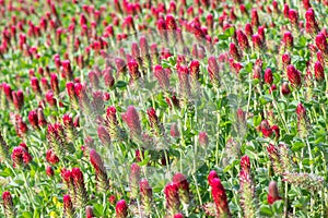A field of blooming crimson clover photo