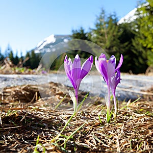 Field of blooming crocuses