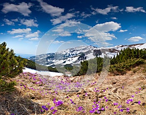 Field of blooming crocuses