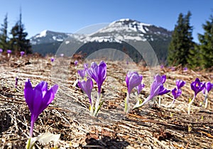 Field of blooming crocuses