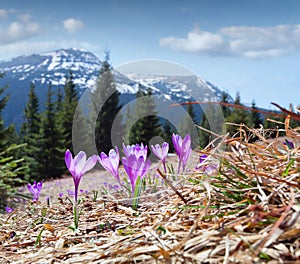 Field of blooming crocuses in the mountains