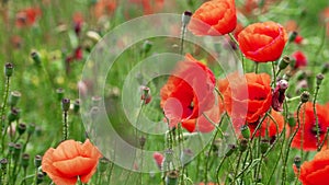 Field of blooming and dancing in the wind poppies, Poppy field ProRes 4. 2. 2. 10bit