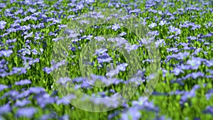 Field of blooming flax against the blue sky, blue flax flowers