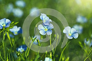 A field with  blooming flax flowers Linum perenne. Beautiful nature  background photo