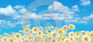Field of blooming flower heads of chamomile close-up on blue sky background