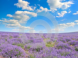 field of blooming lavender and blue sky