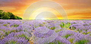 A field with blooming lavender and a bright sunrise. Agricultural plantations. Wide photo