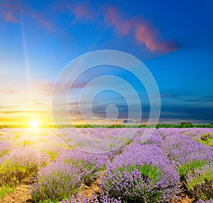 Field with blooming lavender and bright sunset