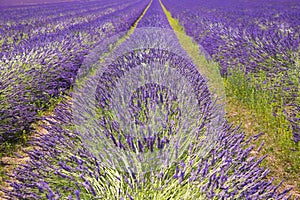 Field of blooming lavender in summer