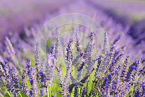 Field of blooming lavender in summer