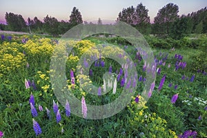 Field of blooming lupines at sunset, purple and pink spring and summer flower