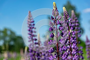 A field of blooming lupins in spring. A many of lupines in the meadow