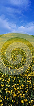 Field of blooming mustard plants