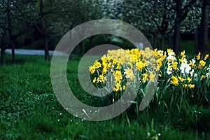 Field of blooming narcissus in spring