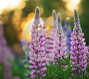 field with blooming pink lupines