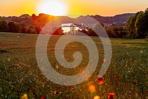 Field of blooming poppies in a valley during a golden hour sunset in Belgium. In the back a suspension bridge is crossing the can