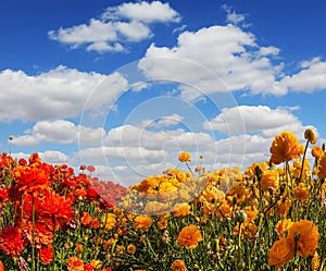 The field of blooming ranunculus