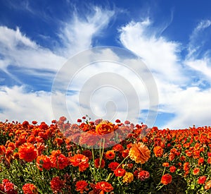 Field of blooming ranunculus