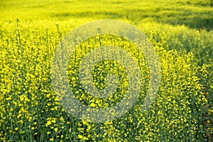 Field of blooming rapeseed