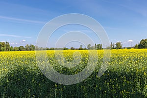 Field of the blooming rapeseed against sky with light cloudiness