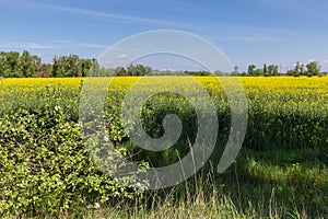 Field of the blooming rapeseed against sky with light cloudiness