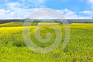 Flowering agricultural field of rapeseed against the blue sky in early spring