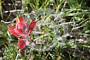 Field with blooming red paintbrush flowers